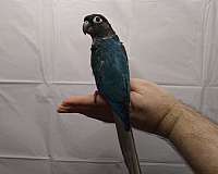 purple-conure-for-sale