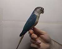 conure-for-sale-in-wichita-ks