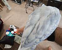 albino-pied-parrot-for-sale