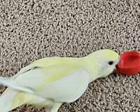 albino-pied-parrot-for-sale