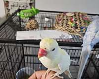 albino-pied-bird-for-sale-in-eugene-or