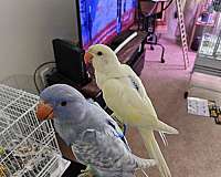 albino-pied-bird-for-sale-in-eugene-or