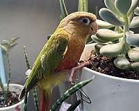 pineapple-red-bird-for-sale-in-winston-salem-nc