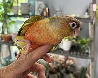 tame-bird-for-sale-in-winston-salem-nc