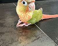 conure-for-sale