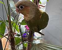 conure-for-sale-in-winston-salem-nc