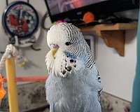 parakeet-for-sale-in-west-winfield-ny