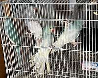 blue-opaline-bird-for-sale-in-downey-ca