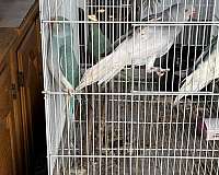 male-female-bird-for-sale-in-downey-ca