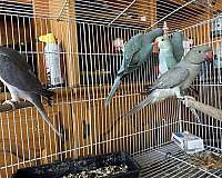 parakeet-for-sale