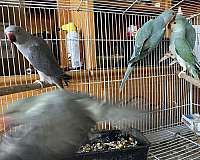 parakeet-for-sale-in-downey-ca