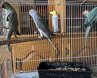 bird-for-sale-in-downey-ca