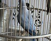 opaline-bird-for-sale-in-downey-ca