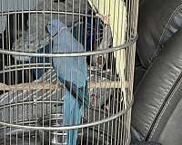 young-adult-bird-for-sale-in-downey-ca