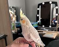 cockatiel-for-sale-in-haledon-nj