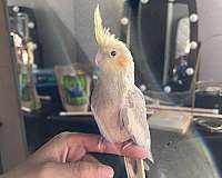 cockatiel-for-sale