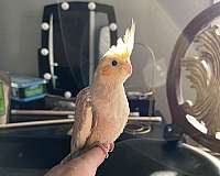 pet-bird-for-sale-in-haledon-nj