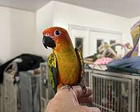 sun-conure-for-sale-in-layton-ut