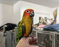 parrot-for-sale-in-layton-ut