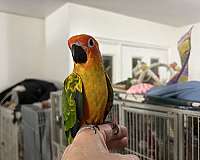 conure-for-sale-in-layton-ut