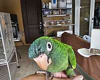 conure-parrot-for-sale-in-homestead-fl