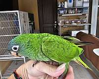 blue-crown-conure-for-sale