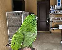 bird-for-sale-in-homestead-fl