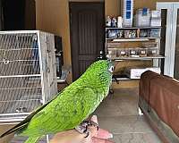 blue-crown-conure-for-sale-in-homestead-fl