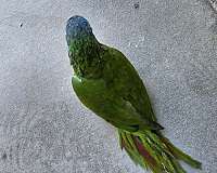 blue-crown-conure-for-sale