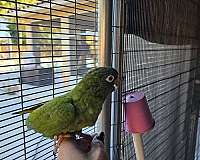 blue-crown-conure-for-sale-in-homestead-fl