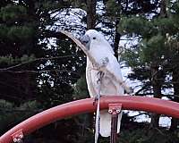 white-umbrella-cockatoo-for-sale