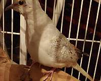 female-bird-for-sale-in-wooster-oh