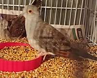 female-bird-for-sale-in-wooster-oh