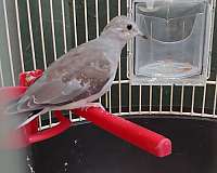 yellow-diamond-dove-for-sale