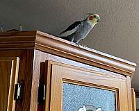 grey-cockatiel-for-sale