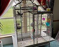 grey-bird-for-sale