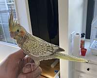 cockatiel-for-sale-in-navarre-oh