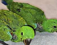 eclectus-parrots-for-sale-in-rocklin-ca