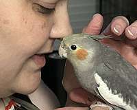 mixed-bird-for-sale-in-texas