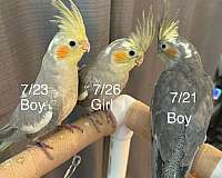 cockatiel-for-sale