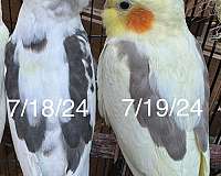 cockatiel-for-sale-in-morgantown-wv