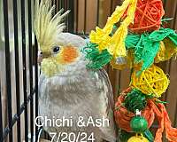 baby-cockatiel-for-sale