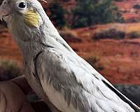 cockatiel-for-sale-in-newark-nj