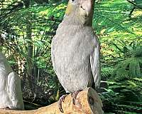 cockatiel-for-sale-in-newark-nj