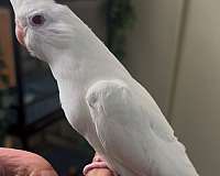 cockatiel-for-sale-in-newark-nj