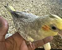 cockatiel-for-sale-in-newark-nj