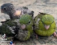 lineolated-parakeet-for-sale