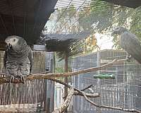 african-grey-parrot-for-sale