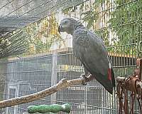 grey-african-grey-parrot-for-sale