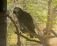 red-african-grey-parrot-for-sale